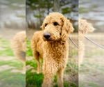 Small #1 Poodle (Standard) Mix
