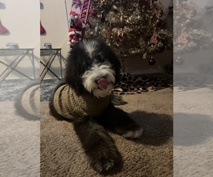 Sheepadoodle Puppy for sale in WAYNESVILLE, MO, USA