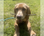 Small #1 Basset Hound-Labrador Retriever Mix