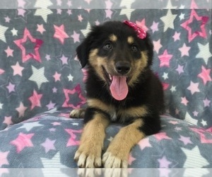 Australian Shepherd-English Shepherd Mix Puppy for sale in LAKELAND, FL, USA