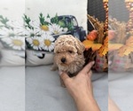Small #13 Poodle (Toy)