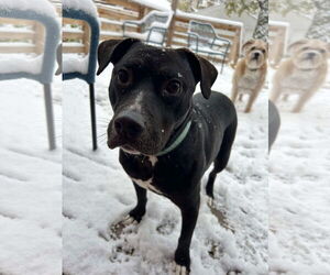 American Pit Bull Terrier-Unknown Mix Dogs for adoption in Germantown, OH, USA