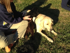 Labradoodle Puppy for sale in Newton, NC, USA