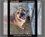 Small #1 German Shepherd Dog Mix