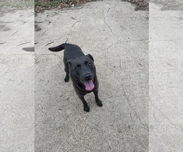 Medium Photo #2 Labrador Retriever-Unknown Mix Puppy For Sale in Jackson, MS, USA