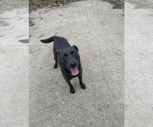 Teddy - Male Labrador Retriever-Unknown Mix Dog for Adoption - Photo #2