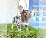 Small Photo #7 French Bulldog Puppy For Sale in ENGLEWOOD, CO, USA