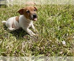 Small Photo #21 Jack Russell Terrier Puppy For Sale in FORT PIERCE, FL, USA
