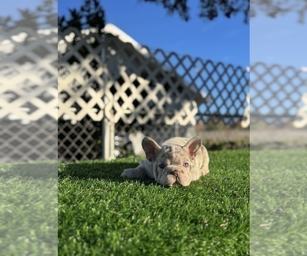 Medium Photo #2 French Bulldog Puppy For Sale in TOPANGA, CA, USA