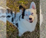 Small Photo #1 Cardigan Welsh Corgi Puppy For Sale in ROCKDALE, TX, USA