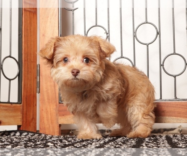 Medium Photo #1 YorkiePoo Puppy For Sale in NAPLES, FL, USA