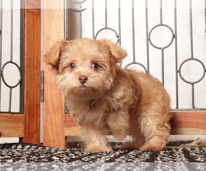 Medium YorkiePoo