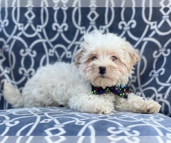 Medium Photo #8 Maltipoo Puppy For Sale in LAKELAND, FL, USA