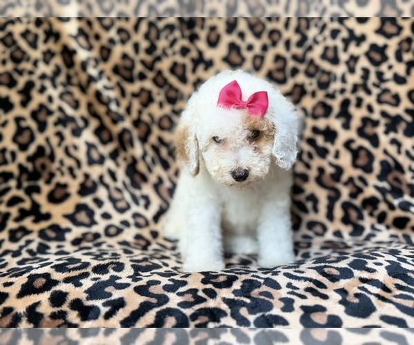 Medium Photo #4 Goldendoodle (Miniature) Puppy For Sale in LAKELAND, FL, USA