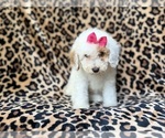 Small #3 Goldendoodle (Miniature)