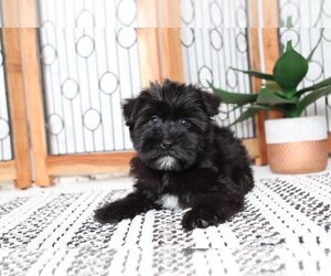 Snorkie Puppy for sale in NAPLES, FL, USA