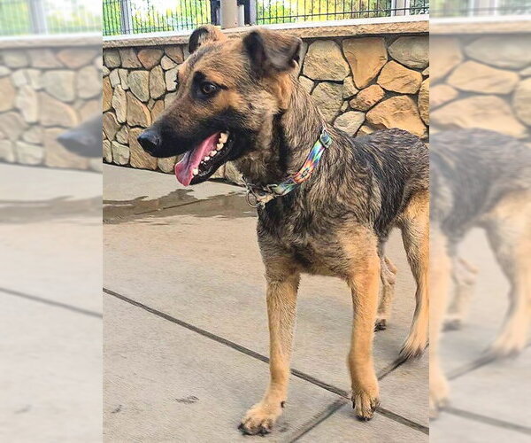Medium Photo #2 German Shepherd Dog-Unknown Mix Puppy For Sale in Sacramento, CA, USA