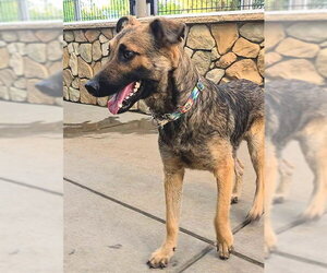 *SHINJI - Male German Shepherd Dog-Unknown Mix Dog for Adoption - Photo #2
