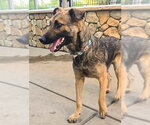 Small #1 German Shepherd Dog Mix