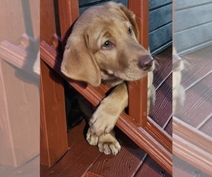 Labrador Retriever Puppy for sale in BUFFALO, NY, USA