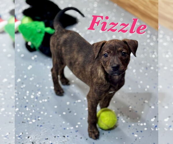 Medium Photo #5 American Pit Bull Terrier-Labrador Retriever Mix Puppy For Sale in Lakewood, CO, USA