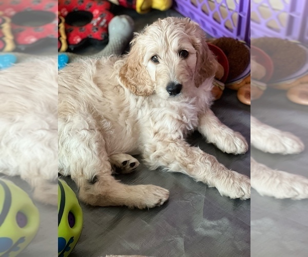 Medium Photo #2 Goldendoodle-Poodle (Standard) Mix Puppy For Sale in RIALTO, CA, USA