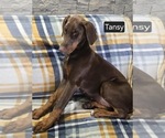 Small #6 Doberman Pinscher