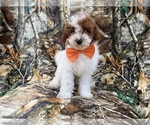 Small #1 Poodle (Miniature)