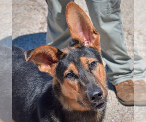 Collie-German Shepherd Dog Mix Dogs for adoption in Huntley, IL, USA