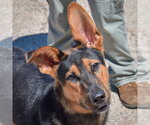 Small Collie-German Shepherd Dog Mix