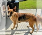 Small Photo #5 German Shepherd Dog Puppy For Sale in columbia, SC, USA