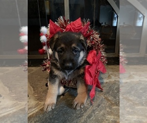 German Shepherd Dog Puppy for sale in ESPYVILLE, PA, USA