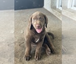 Small Photo #7 Labrador Retriever Puppy For Sale in SARASOTA, FL, USA