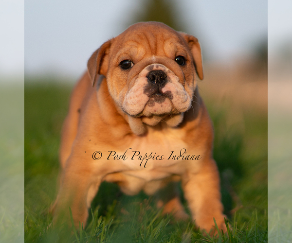 Medium Photo #17 English Bulldog Puppy For Sale in WARSAW, IN, USA