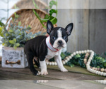 Small Photo #21 Boston Terrier Puppy For Sale in MILLERSBURG, OH, USA