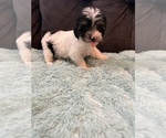 Small Photo #5 YorkiePoo Puppy For Sale in CASTROVILLE, TX, USA
