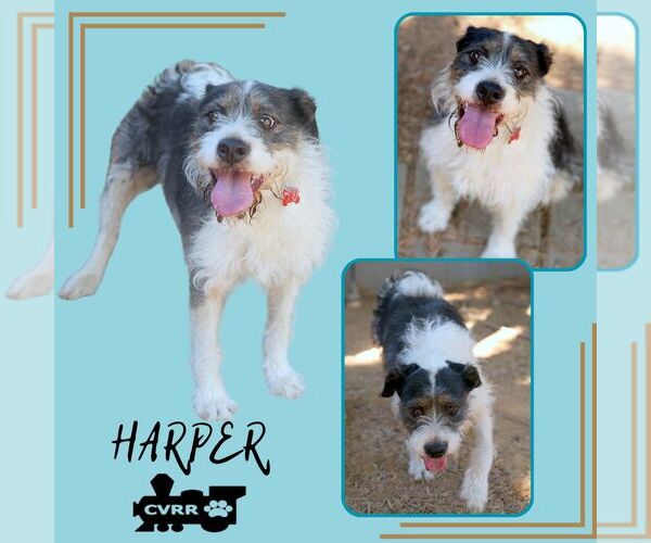 Medium Photo #1 Border Collie-Unknown Mix Puppy For Sale in Lindsay, CA, USA