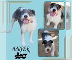 Small Border Collie Mix