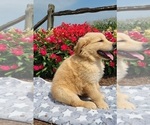 Small Photo #9 Golden Retriever Puppy For Sale in MILLERSBURG, IN, USA