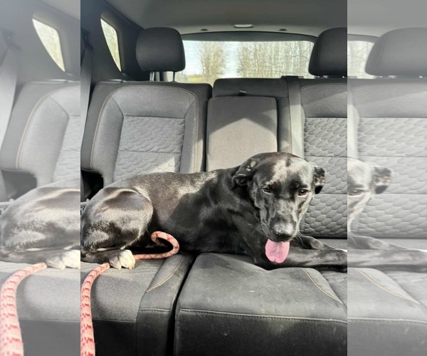 Medium Photo #20 Labrador Retriever-Unknown Mix Puppy For Sale in Rustburg, VA, USA