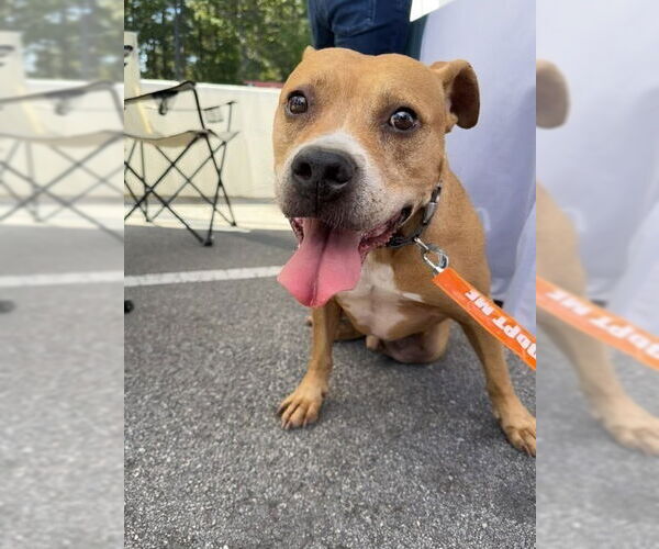 Medium Photo #1 Staffordshire Bull Terrier-Unknown Mix Puppy For Sale in Raleigh, NC, USA