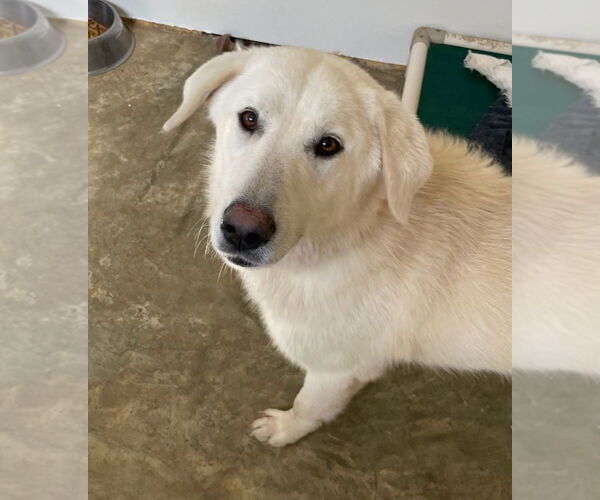 Medium Photo #1 Great Pyrenees-Unknown Mix Puppy For Sale in Croydon, NH, USA