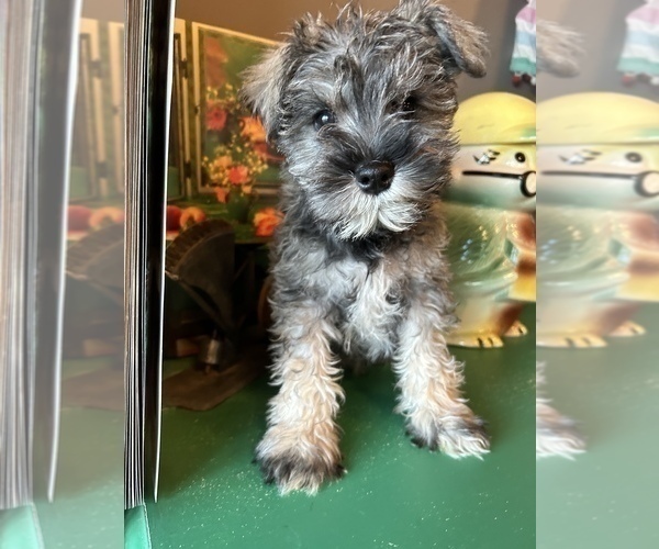 Medium Photo #2 Schnauzer (Miniature) Puppy For Sale in LAWRENCE, MI, USA