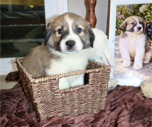Medium Photo #11 Australian Shepherd Puppy For Sale in LEXINGTON, SC, USA