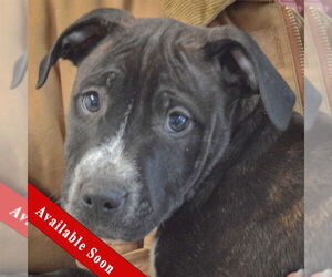 American Staffordshire Terrier-Boxer Mix Dogs for adoption in Huntley, IL, USA