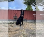 Small Photo #64 German Shepherd Dog Puppy For Sale in HAYWARD, CA, USA