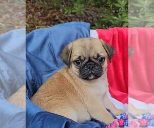 Pug Puppy for sale in DALLAS, GA, USA