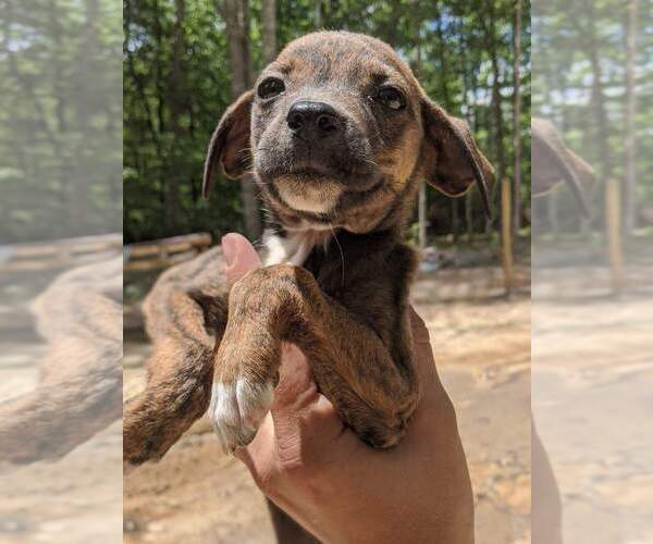 Medium Photo #1 Mountain Cur Puppy For Sale in SPENCER, TN, USA