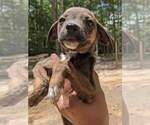 Small Photo #1 Mountain Cur Puppy For Sale in SPENCER, TN, USA