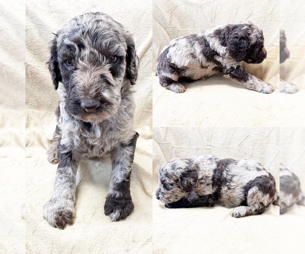 Medium Photo #1 Poodle (Standard) Puppy For Sale in BROOKER, FL, USA